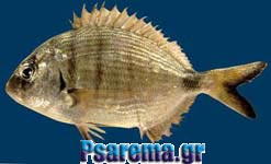 sargos.jpg sargos.jpg
