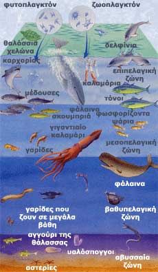 seaanimals.jpg